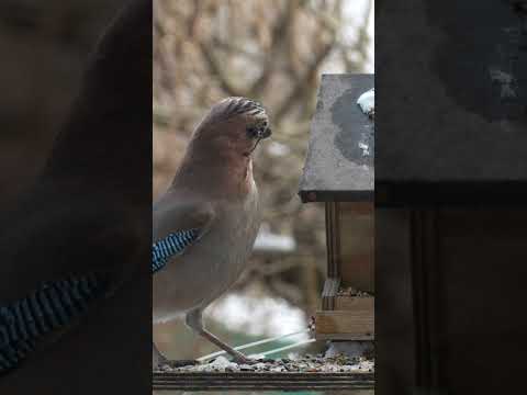 Sony A7IV Captures Stunning Jaybird Footage!