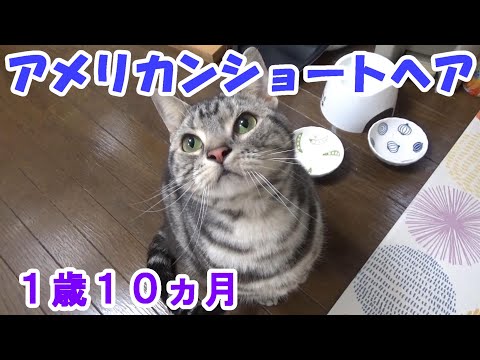 １歳１０ヵ月の様子　元気に食べて体重測定（アメリカンショートヘア）