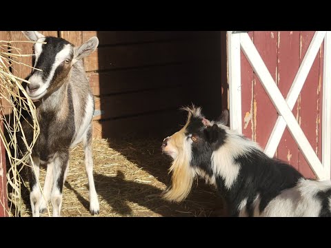 Another Goat Exciting Breeding Day