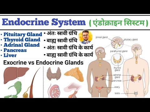 Endocrine System in hindi | Endocrine Gland | Pituitary Gland | Thyroid Gland | Liver | Pancreas