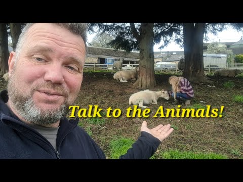 End of Lambing 80% Tup lambs!