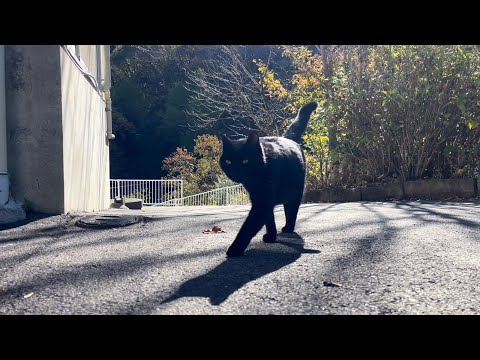 坂道で追いかけてくる黒ねこちゃん　No.８０６　に　２０２４年　１１月２４日　１１：００　のくろねこちゃん　black cat