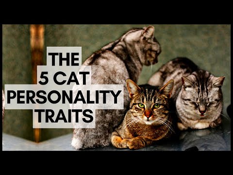 The 5 Cat Personality Traits