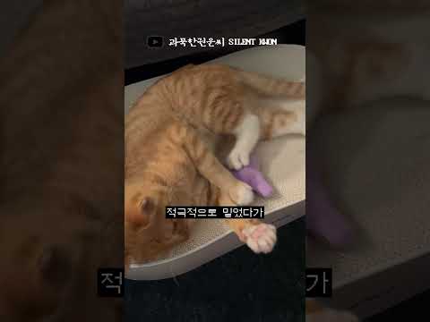 갑자기 위풍당당해지는 고양이