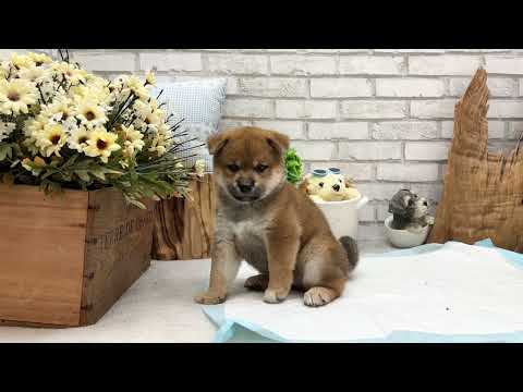 Red Shiba Inu - Dingo