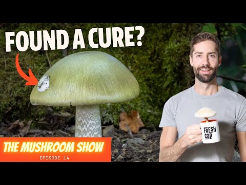 Did Scientists Just Find A Cure For The Deathcap Mushroom? (The Mushroom Show Episode 14)