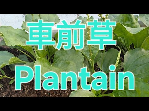 車前草 Plantain