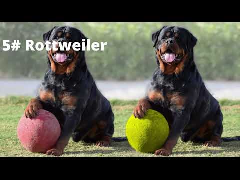 The Top 5 Strongest and Most Powerful Dog Breeds in The World #Shorts