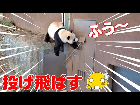 🐼ふうひん崖っぷちにドキドキ！まさかの落下寸前⁉️ハラハラの攻防戦💥