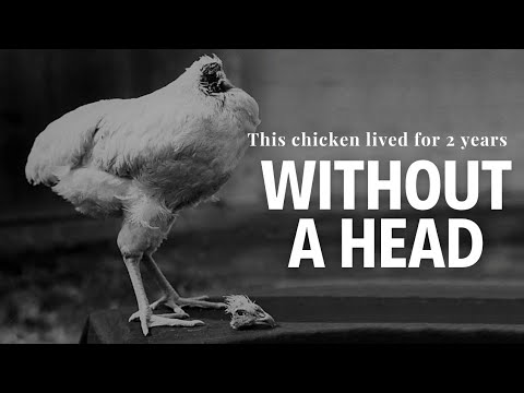 this chicken lived for 2 years without a head | strange events | factsigraphy