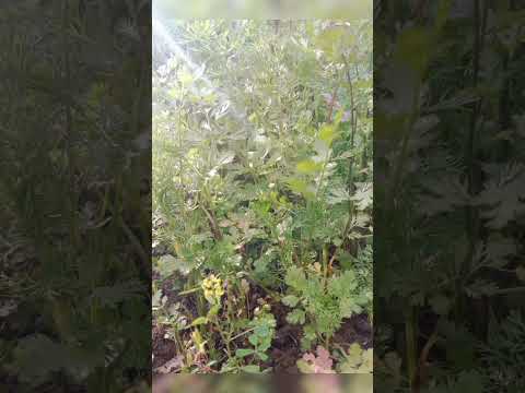 kitchen gardening #garlic #coriander #spinach #kitchengardening #gardeningathome