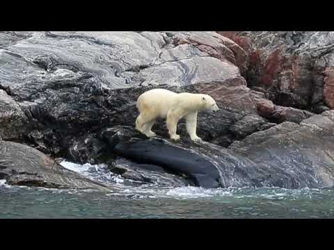 Arctic - North arm polar bear （北極熊 ponant）