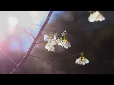 陽明山花卉試驗所 白櫻花(JEFF 4K video)Yangmingshan Flower Experiment Center-White cherry blossoms#jeff0007