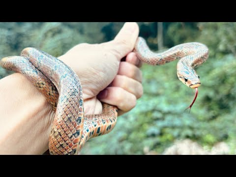 おろちんゆーが逃したヘビを捕まえて食べてみたら…