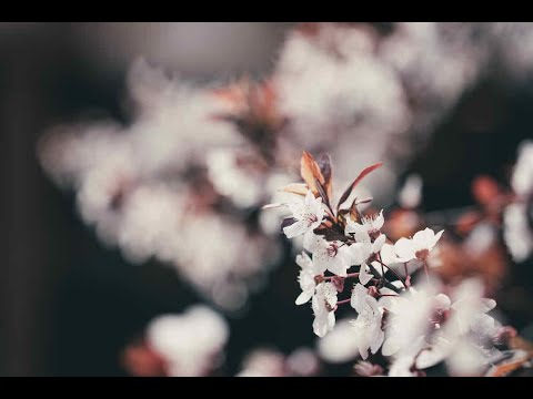 FUJIFILM X-H1 × Canon EF100mmF2.8 L Macro IS USMの組み合わせで桜が少し咲き始めた上野公園までお散歩