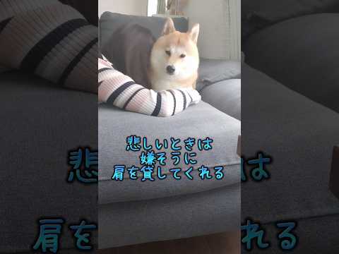 柴犬を飼うのは覚悟してください・・・#柴犬のいる暮らし #shorts