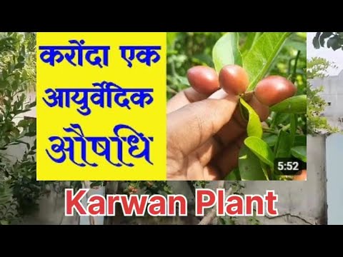 Karwan plant /Karonda Khane Ke Fayde | Health Benefits | karonda plant growing