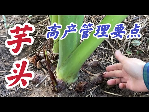 掌握这几点芋头一定会高产。#芋头家庭有机种植系列