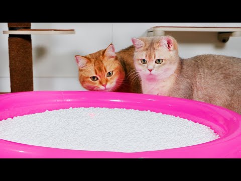 Do Cats Like Bean Bag Fillings Pool? | Compilation