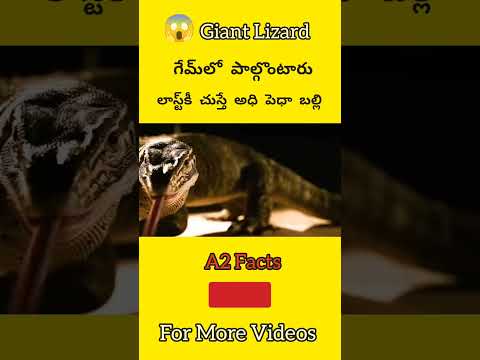 Giant Lizard 🦎|#telugufacts #telugu #facts #trending #viral #popular #ytshorts #movie