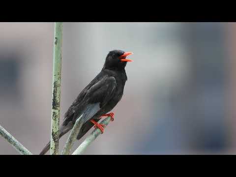 【鳥攝影】紅嘴黑鵯