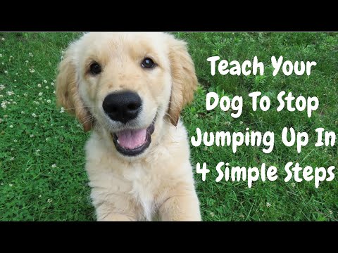 Teach Your Dog To Stop Jumping Up In 4 Simple Steps