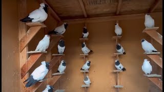 California's Exclusive Fancy Pigeon Collection