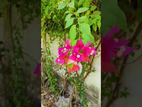 Home garden view 24042024 #trending #viral #creativelifesdvlogs #natural