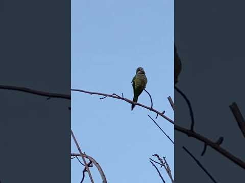 Parrot Migration Season, Málaga