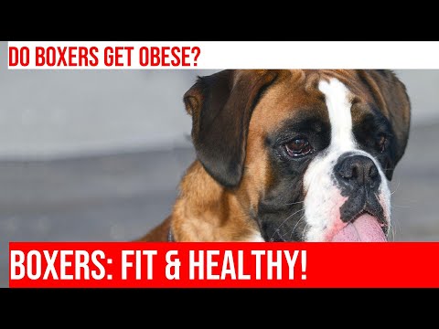 Are Boxers Prone to Obesity? Learn the Facts!