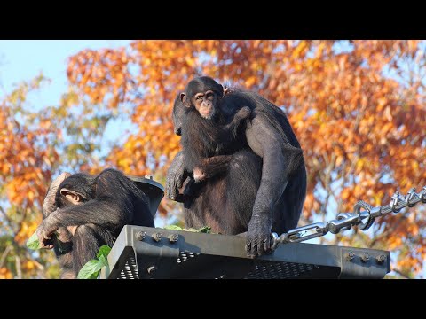 Here's a quiz! What can Fubuki see that Marina can't see?　Tama Zoo Chimpanzee 202412