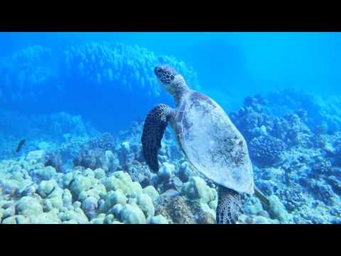 ハワイ　ハナウマ湾ダイビング！突撃カメの朝ごはん！