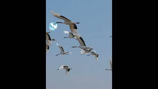 🪽Red-crowned crane flying show🤩 #birds #calandfriends #jiangsu #nature