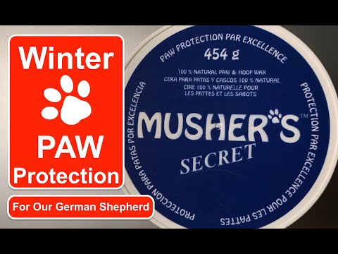 Ep116 Musher's Secret! Extreme cold dog paw protection & Hot Weather Paw protection too