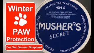 Ep116 Musher's Secret! Extreme cold dog paw protection & Hot Weather Paw protection too