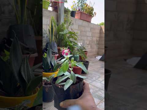 Repotting my vinca #youtubeshorts #plants #youtubechannel