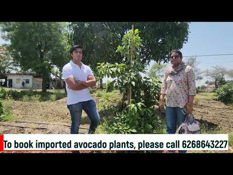 Avocado farming in Uttar Pradesh (Buland Shehar) | 6268643227 | Vlog 132