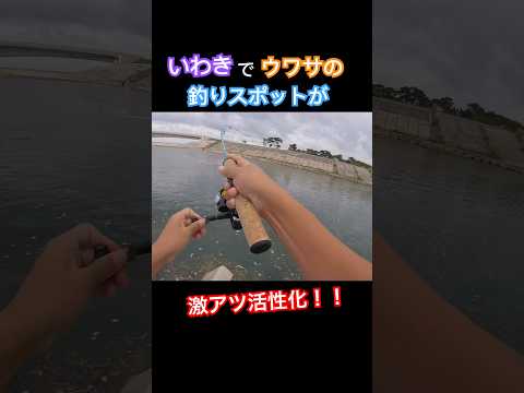 いわきの人気釣りスポットが活性ヤバすぎて爆釣。福島県いわき市釣り。#shorts