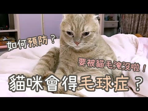 貓咪會得毛球症？如何預防？換毛季貓奴必看！要被貓毛淹沒啦！｜貓與香菜實戰知識