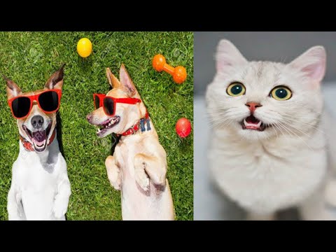 funny animal videos | funniest video  🤣😆🤣😆