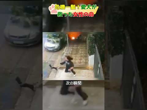 危機一髪！愛犬が救った女性の命#dog#shorts#rescue #respect #犬#犬のいる暮らし