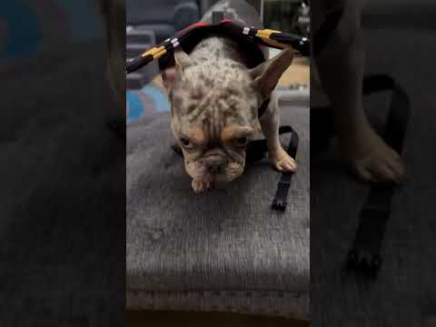 A very angry Butterfly 😂 Frenchie in disguise! #frenchbulldog #frenchie #halloween #puppy #dog