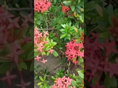 Ixora Plant