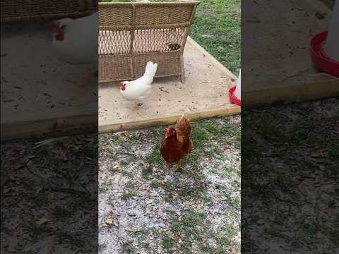 It’s time for dinner!! #summer #homestead #chicken #hen #eggs #chickencoop #diy