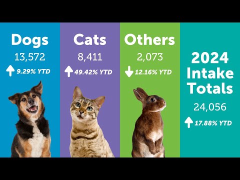 The Animal Foundation 2024 lost and found admissions nearly doubled, cat intake up 49%