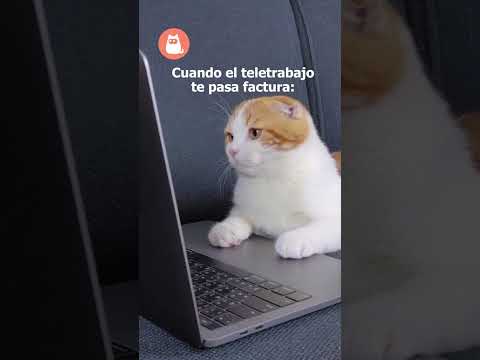 Cuando el TELETRABAJO te pasa factura 💻🐈💤 #gato #funnycat