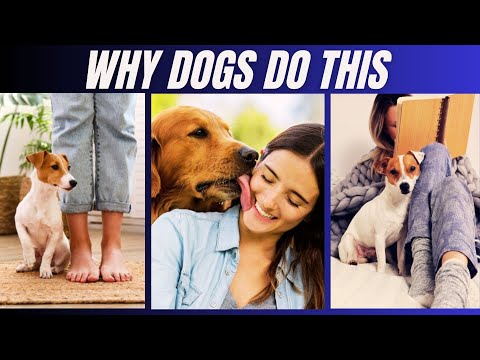 Strange Dog Behaviors and What They Actually Mean