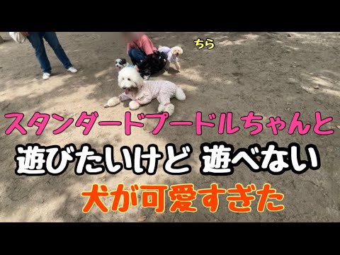 【ドックラン】ドッグランでスタンダードプードルと遊びたいけど遊べない犬が可愛すぎた　笑