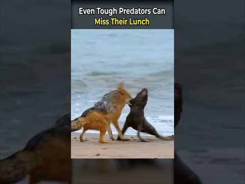 Even Tough Predators Can Miss Their Lunch