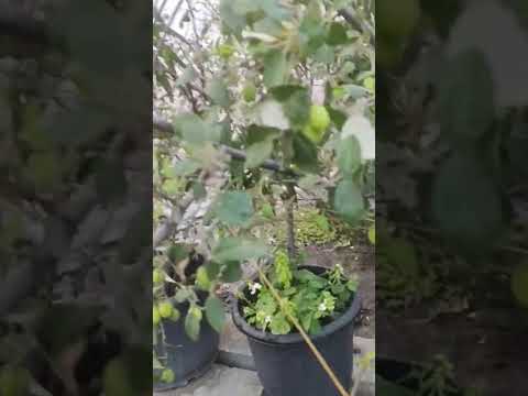 applebear harvest from my terrace garden